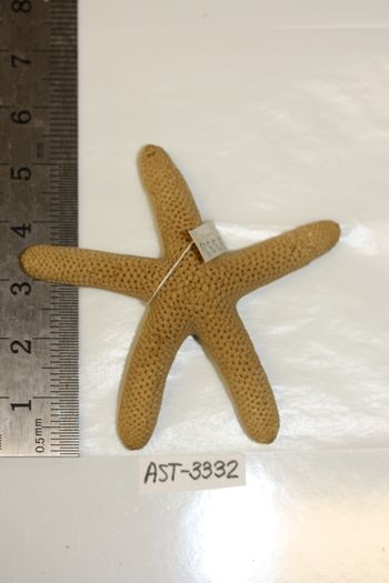 Media type: image;   Invertebrate Zoology AST-3332 Description: Preserved specimen.;
